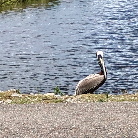 Meet your Posher, Julie - Picture 1 of 2